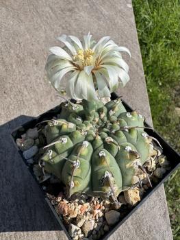 Preview: Gymnocalycium vatteri